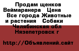 Продам щенков Веймаранера › Цена ­ 30 - Все города Животные и растения » Собаки   . Челябинская обл.,Нязепетровск г.